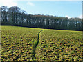 Badger path across field in CR3 7JH