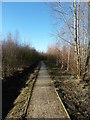 Footpath through the birch trees in S63 6DE