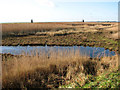 Reed beds by the River Bure, Runham in NR29 3EH