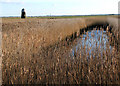 Harvested reed bed by the River Bure, Runham in NR29 3EH