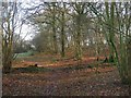 Footpath, Southam Wood in BN8 4BG
