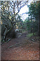 Crannoch Hill Wood in AB56 4SQ