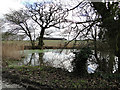 Roadside pond near Acle in NR13 3DF