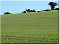 Arable land, Tarrant Hinton in DT11 8HY