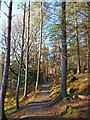 Lochalsh woodland in IV40 8DN