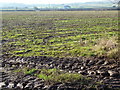 Winter field, near Llanfair Discoed in Caerwent Community