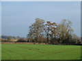 Field and trees, near Llanfair Discoed in Caerwent Community