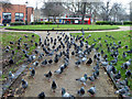 Pigeons in the park in N15 4AL
