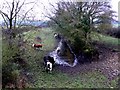 Cows on Disused Railway at Coat in TA12 6EY