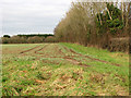 Cultivated field north of Shrugg's Lane, Great Ellingham in Great Ellingham