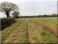 Between a hedge and a ditch, Shrugg's Lane in Great Ellingham in Great Ellingham
