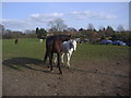 Horses on field by Telegraph Lane, Claygate in KT10 0DY