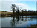 Tree reflections in Ford Dam in S12 3YD