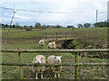 Sheep and footbridge, Goffsland Farm in RH13 8PA