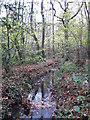 The Kyd Brook - Main Branch, in Sparrow Wood in BR2 8BT