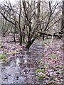 Stream in Lake Wood (2) in BR2 6HZ