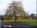 East Lothian Townscape : Ornamental Tree at The Dean, East Linton in EH40 3ED