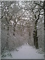 A wintry walk in Oxleas Wood in SE9 2RE