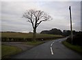 Lone Tree on Island Lane in PR3 0JR