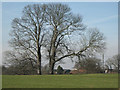 Massive trees, Berkswell Hall parkland in CV7 7BJ
