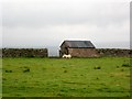 Shed with sheep, Hillend in TD9 0TL