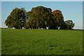 Trees in a field, Trellech in NP25 4NZ