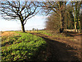 Track and bridleway west of Jubilee Plantation in NR16 2BY