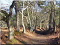 Bridleway by Mistlebrooks Wood in GU8 5JY