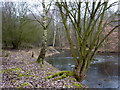 Small lake, Poulter Country Park in NG20 9BQ