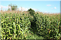 Yarcombe: footpath through maize in EX14 9BE