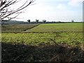 Fields west of The Arms, Little Cressingham in IP25 6LY