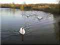 Swans at Bedfont Lakes Country Park in TW14 8QA
