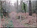 Footpath through the woods in GU24 0JS