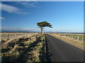Lone tree near Shandwick in IV20 1XU