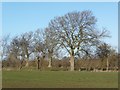 Winter trees near Bedale Beck in DL8 2FD