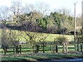Woodland on the side of Langbaurgh Ridge in TS9 6AH