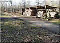 Woodpile in Pamber Forest in RG26 5EN