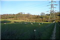 Pylons and sheep at West End Farm in RG7 3UR