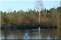 Pond in Bramshill Plantation in RG27 0RH