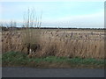 Willow on Burr Lane near Spalding in PE12 6AZ