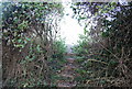 Footpath steps off the North Downs Way in TN27 0HN