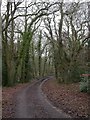 Everton, forestry road in Everton (New Forest)