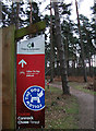 Cycle trail, Cannock Chase Forest in WS15 2UD