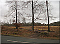 Cycle trail, Cannock Chase Forest in WS15 2UA