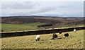 Field with grazing sheep beside A68 in DL13 4JR