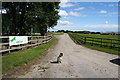 The spaniel regards Coillemore farm which runs an active riding school. in IV18 0PG