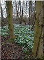 Snowdrops in WA1 4BL