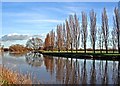 Poplars by River Trent, Barrow on Trent in DE73 7JL