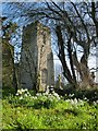 Church tower and snowdrops in CB9 7QX
