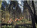 Pine Trees in Berinshill Wood in OX10 6QU